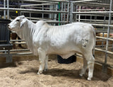 ECC Ms. Rio Queen 511 x LMC ECC Polled X Factor 84/4 (P) Embryos