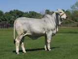 Embryos - ECC Sheri K Crickett 302 x Polled Pathfinder