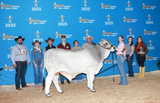 **NEW SIRE!** ECC Polled Arthur Shelby 852/3