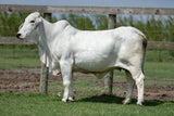 Embryos - D Bar Miss 816/1 x LMC Polled Authority 115/0