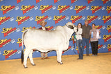 **NEW SIRE!** ECC Polled Tommy Shelby 923/4