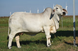 **NEW SIRE!** ECC Polled Arthur Shelby 852/3