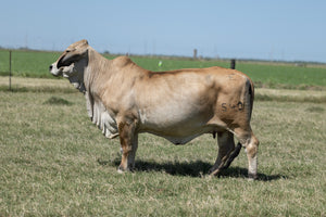 Embryos - ECC LMC KPBR Polled Reba 540 x LMC Polled Authority 115/0