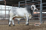 ECC Polled Rio King 104/8 (S)