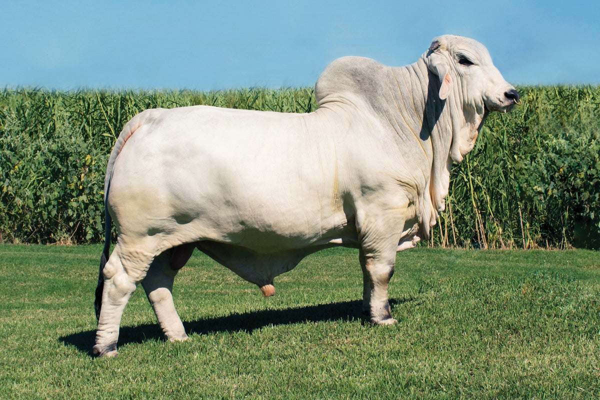 LMC Polled Authority 115/0 – England Cattle Co.