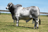 *NEW SIRE!* ECC Polled Harvard 793/2