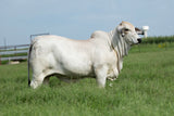 ECC Polled Maverick 302/9