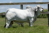 **NEW SIRE!** ECC Polled Arthur Shelby 852/3