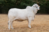ECC Polled Maverick 302/9