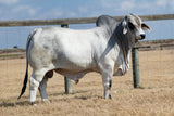 **NEW SIRE!** ECC Polled Rio King 896/4 "Benny"