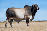 **NEW SIRE!** ECC Polled Tommy Shelby 923/4