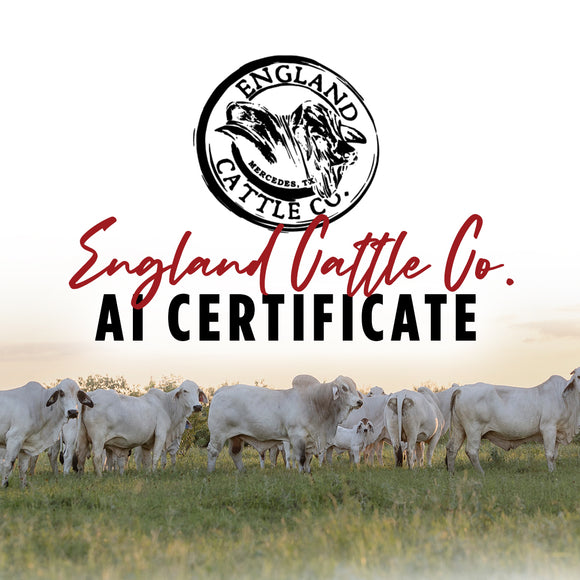 England Cattle Co AI Certificate England Cattle Co AI Certificate