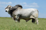 **NEW SIRE!** ECC Polled Arthur Shelby 852/3