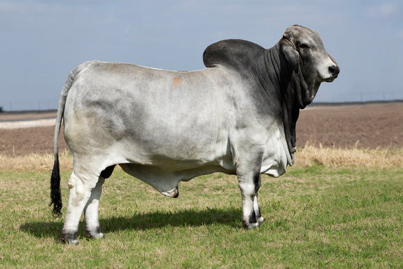 *NEW SIRE!* ECC Polled Harvard 793/2