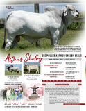 **NEW SIRE!** ECC Polled Arthur Shelby 852/3