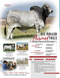 ECC Polled Harvard 793/2