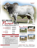 ECC Polled Maverick 302/9