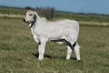 Embryos - ECC Sheri K Crickett 302 x Polled Pathfinder