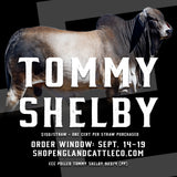 ECC Polled Tommy Shelby 923/4 - 5 Straw Package