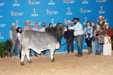 *NEW SIRE!* ECC Polled Harvard 793/2