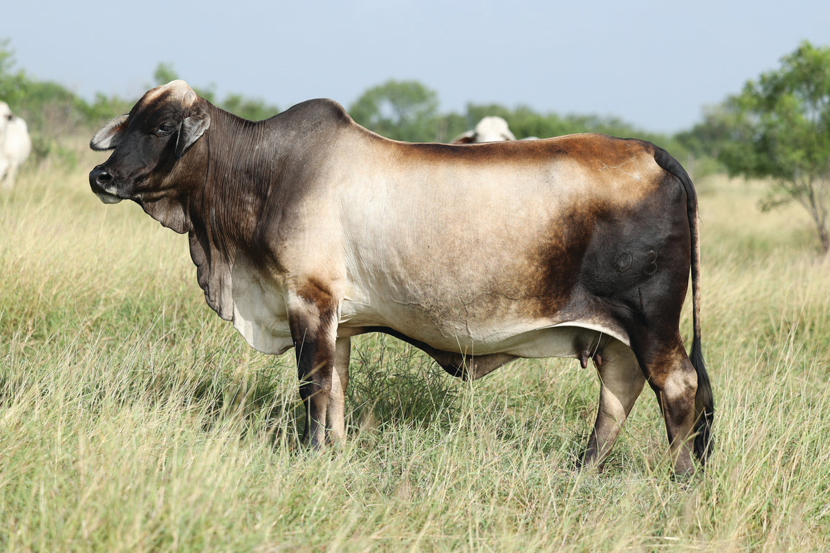 LMC Polled Cricket 23/1 - Aspiration – England Cattle Co.