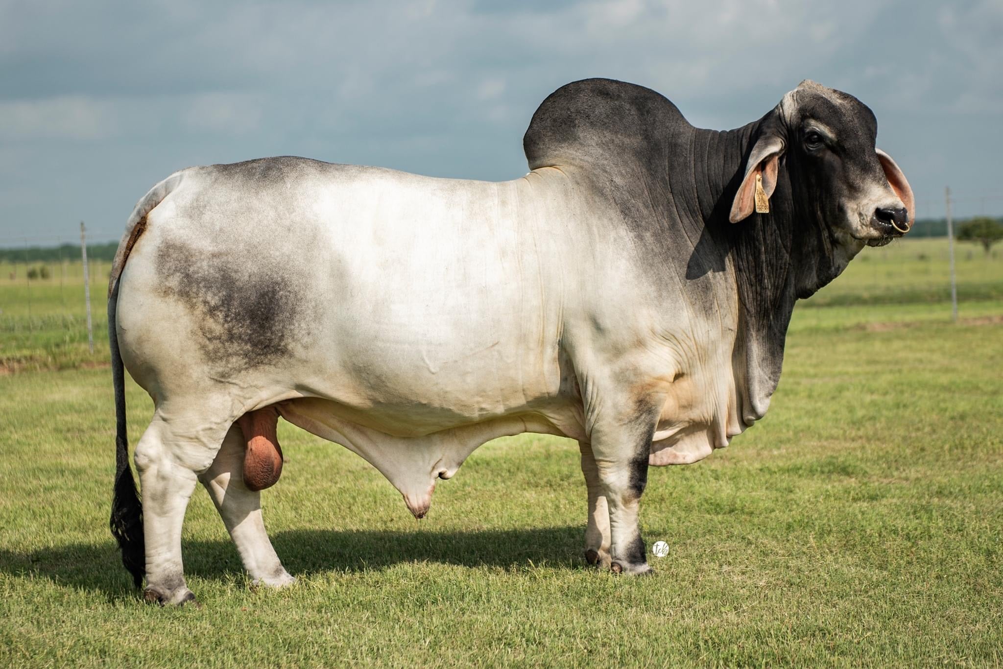 Mrs. Lucky Crickett 112/2 x Mr. 4F Polled Ice Man 3/6 (P) Embryos – England  Cattle Co.